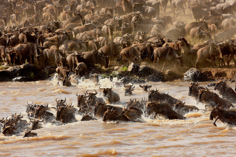 Feridun Kismet - MIGRATION_5919_1